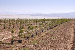 Image du Maroc Professionnelle de  Des fermes de grandes dimensions avec des terres agricoles qui ont profité de l’épierrage, d'un tri et enfin du broyage des roches cela a permis de créer des champs de grandes dimensions que l’on a divisés en zones séparées par des filets dans le but de les protéger contre l'action du vent. Avant de procédé à la plantation des orangers on avait équipé le sol d’un système moderne d'arrosage qui laisse passer l’eau petit à petit, dit "goutte à goutte" dans une nouvelle ferme moderne à Chichaoua, Mardi 27 Février 2007. (Photo / Abdeljalil Bounhar) 